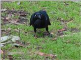 Australian Raven 1/2 JPG