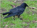 Australian Raven 2/2 JPG