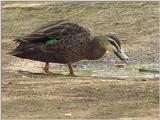 Australian Wood Duck Teal  2/2 JPG