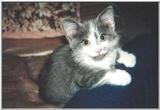 FRED THE KITTEN