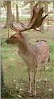 Neumuenster Fallow Deer again - Daddy Deer, closeup shot