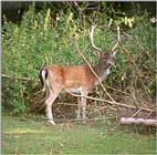 Some Neumuenster Animal Park Fallow Deer - Daddy Deer from a distance