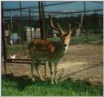 Fallow Deer