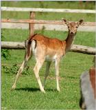 More European native deer - Fallow deer fawn in Lauenbrueck Animal Park