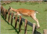 More fallow deer from Lauenbrueck - here's another jumpy one