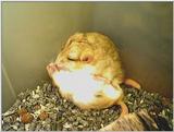a jird picture