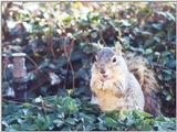 Fox Squirrel febng1