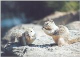 California Ground Squirrel febng2