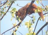 Fox Squirrel febng4