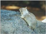 Calif Ground Squirrel febng7