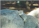 Calif Ground Squirrel febng8