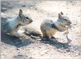 California Ground Squirrel