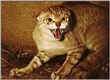 African Wild-Cat