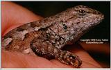 Fence Lizard - ktatlow@xta.com