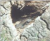 not a salamander