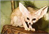 African-Dessertfox
