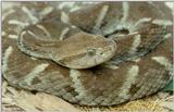 Fer-de-Lance (Bothrops atrox)
