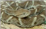 Fer-de-Lance (Bothrops atrox)