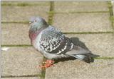 Amstelpark cocks and chickens - pigeon2.jpg