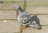 Amstelpark cocks and chickens - pigeon3.jpg