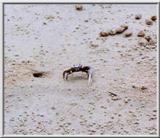 Fiddle Crab - Hunting Island, SC - fiddle01.jpg
