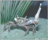 Fiddler Crab #2