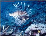 Great photo of a Lionfish taken in Fiji