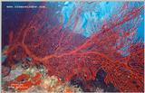 A huge Seafan shot in Fiji