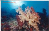 A beautiful coral landscape taken in Fiji