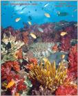 The soft corals of Fiji