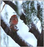 Re: request pictures of Cardinals. (red bird)