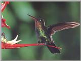 Hummingbird  4 of 12 - Firey-throated Hummingbird 01
