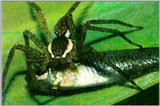 FishingSpider J01-Hunted a fish.jpg [1/1]