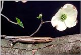 Five-lined Skink on a Dogwood Tree