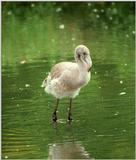 Another perfect definition of sweetness - Flamingo kid in Heidelberg Zoo