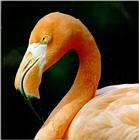 Flamingo J01 - Face closeup