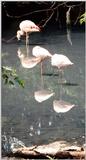 flamingo reflection