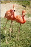 Technicolor birds - Rosy flamingoes from Frankfurt Zoo