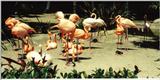 Re: Misc animals from the San Diego Zoo - Flamingo flock - flamongos 2