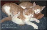 Kitties