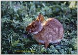 Florida Marsh Rabbit (Sylvilagus palustris) - MarshRabbit.jpg