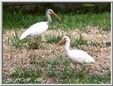 a pair of  Florida White Ibis  - WhiteIbis-1.jpg