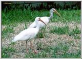 A pair of Florida white Ibis (#2) - WhiteIbis-2.jpg