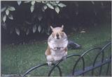 Re: ATTN:does anyone have pics of rabbits or squirrels? TIA!!