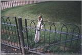 Re: ATTN:does anyone have pics of rabbits or squirrels? TIA!!