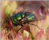 Fly on Flower
