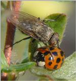 Ladybug and Fly