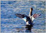 A merganser taking off - FlyingMerganser.jpg (0/1)