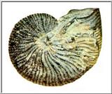 Fossils - Ammonite - Fossil-Ammonite J01-cast.jpg (1/1)