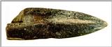 Fossil - dino canine - Fossil-Dinosaurus Canine J01 - cast.jpg (1/1)